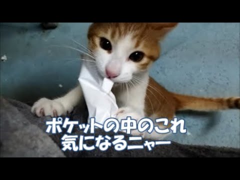【生後90日目】子猫ちゃんは飼い主のポケットの中が気になるみたいです