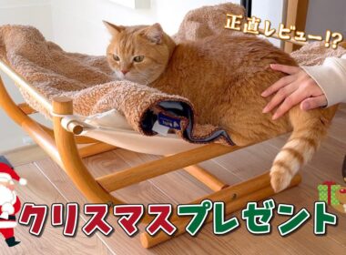 愛猫へのクリスマスプレゼントを開封したらまさかの反応が…