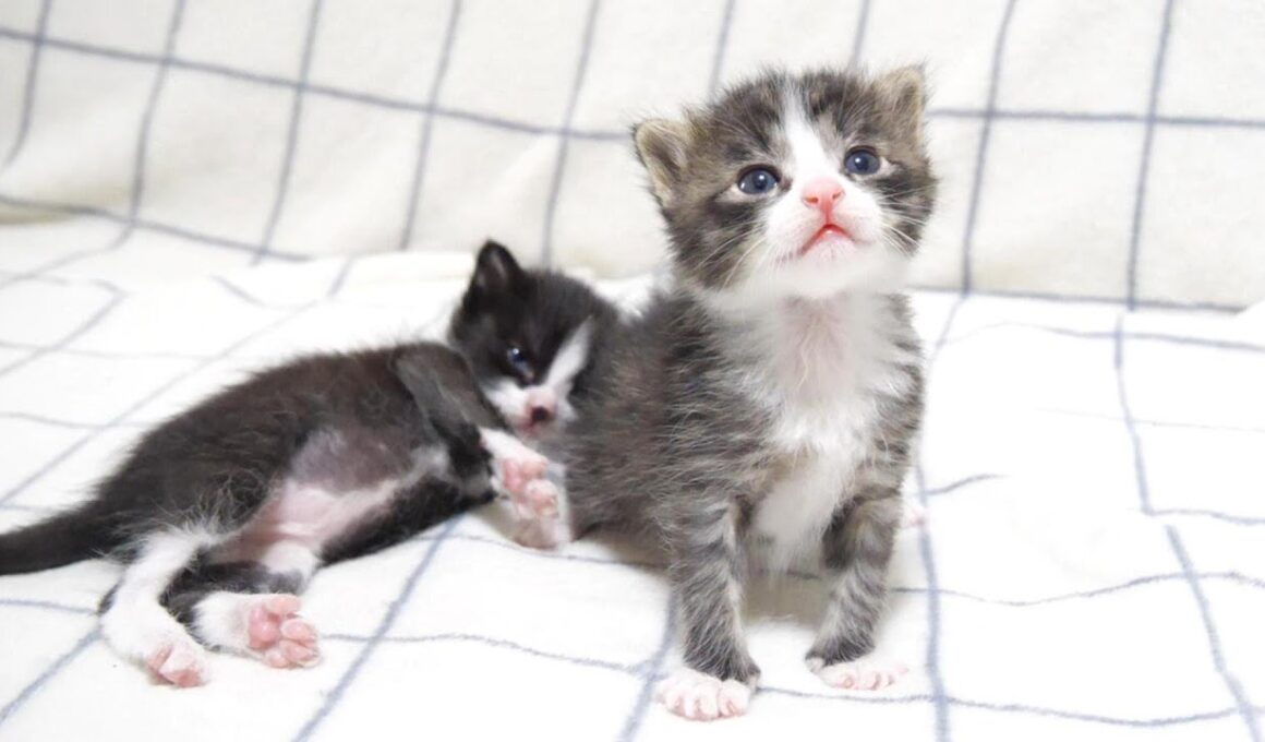 耳で楽しむ猫動画　赤ちゃん子猫が、カワイイ鳴き声で歩き回る【赤ちゃん猫　保護猫】