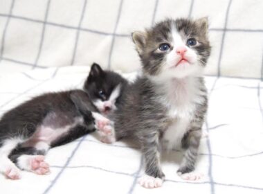 耳で楽しむ猫動画　赤ちゃん子猫が、カワイイ鳴き声で歩き回る【赤ちゃん猫　保護猫】