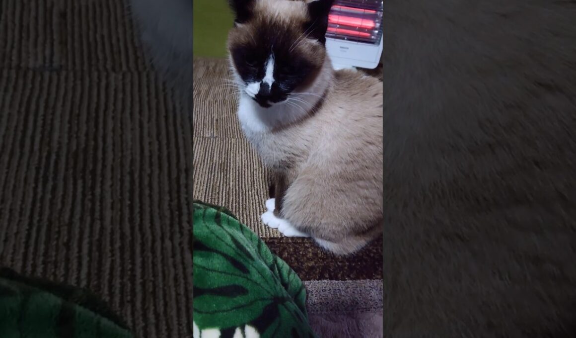 今日のシャム猫さん#猫 #ねこ #cat #Shorts