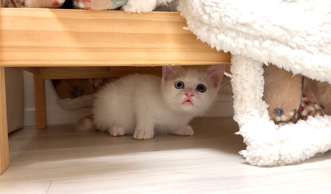 悪さした子猫を初めて本気で叱ったらびっくり仰天してこうなっちゃいました…