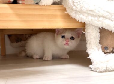 悪さした子猫を初めて本気で叱ったらびっくり仰天してこうなっちゃいました…