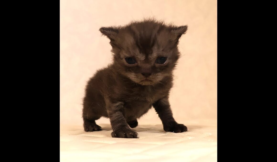 セルカークレックス子猫　Selkirk Rex　2025.12.4産まれ　シルバータビー　巻き毛　男の子　シーダキャット猫のお店