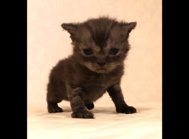 セルカークレックス子猫　Selkirk Rex　2025.12.4産まれ　シルバータビー　巻き毛　男の子　シーダキャット猫のお店