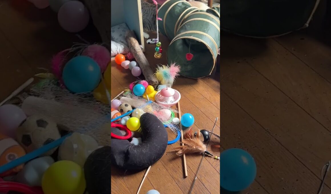 シャムのパンダくん、キョトン。キジシロのルル、行動が変。妹の雫は、おしとやかだと思ったら、結構、おてんば