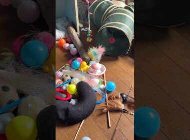 シャムのパンダくん、キョトン。キジシロのルル、行動が変。妹の雫は、おしとやかだと思ったら、結構、おてんば