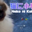 バーマン猫ガブ【猫に小判？】Neko ni Koban（バーマン猫）Birman/Cat