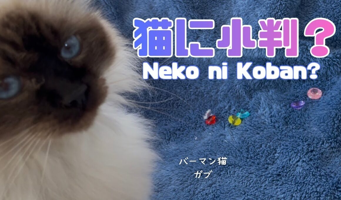 バーマン猫ガブ【猫に小判？】Neko ni Koban（バーマン猫）Birman/Cat