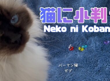 バーマン猫ガブ【猫に小判？】Neko ni Koban（バーマン猫）Birman/Cat