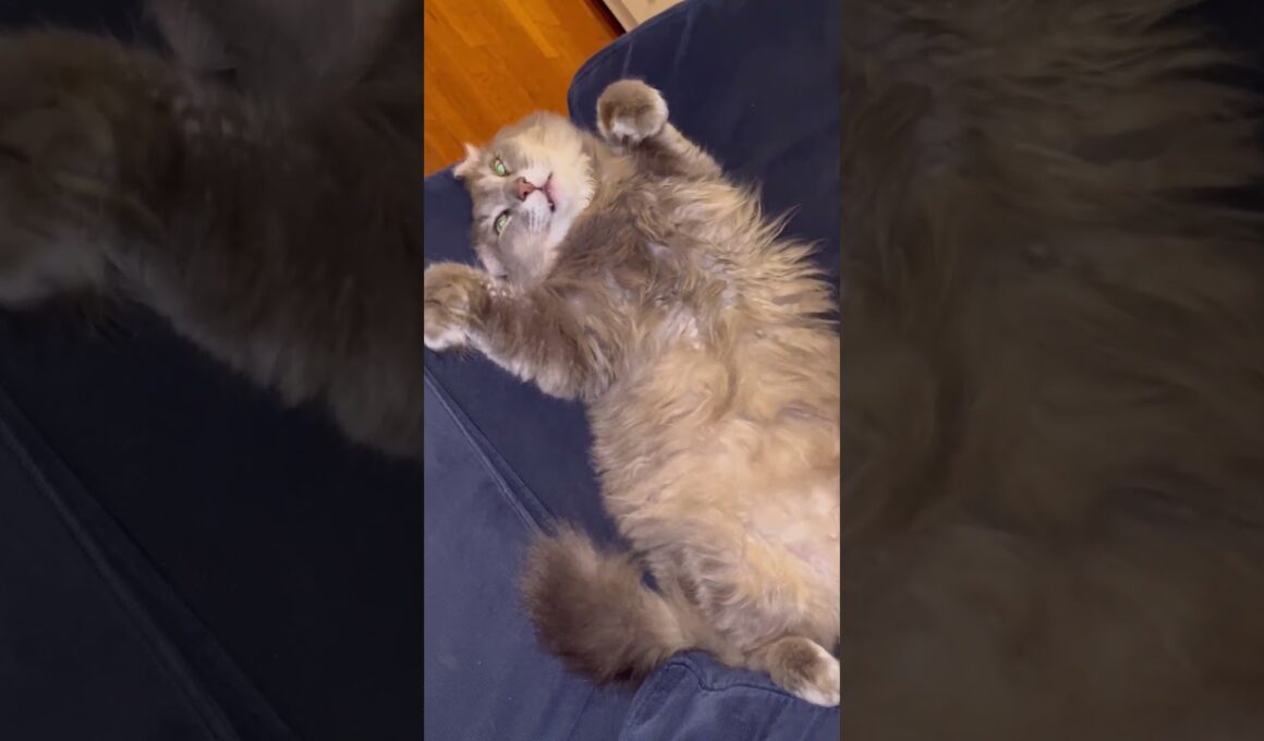 あー眠い #アメリカンカール  #ねこ動画 #catvideo