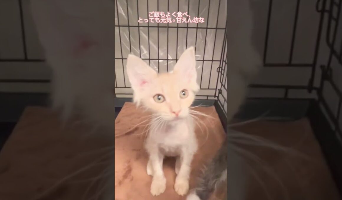 行き場のない子猫ちゃん達　#里親募集中 #子猫 #ラパーマ