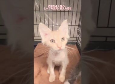 行き場のない子猫ちゃん達　#里親募集中 #子猫 #ラパーマ