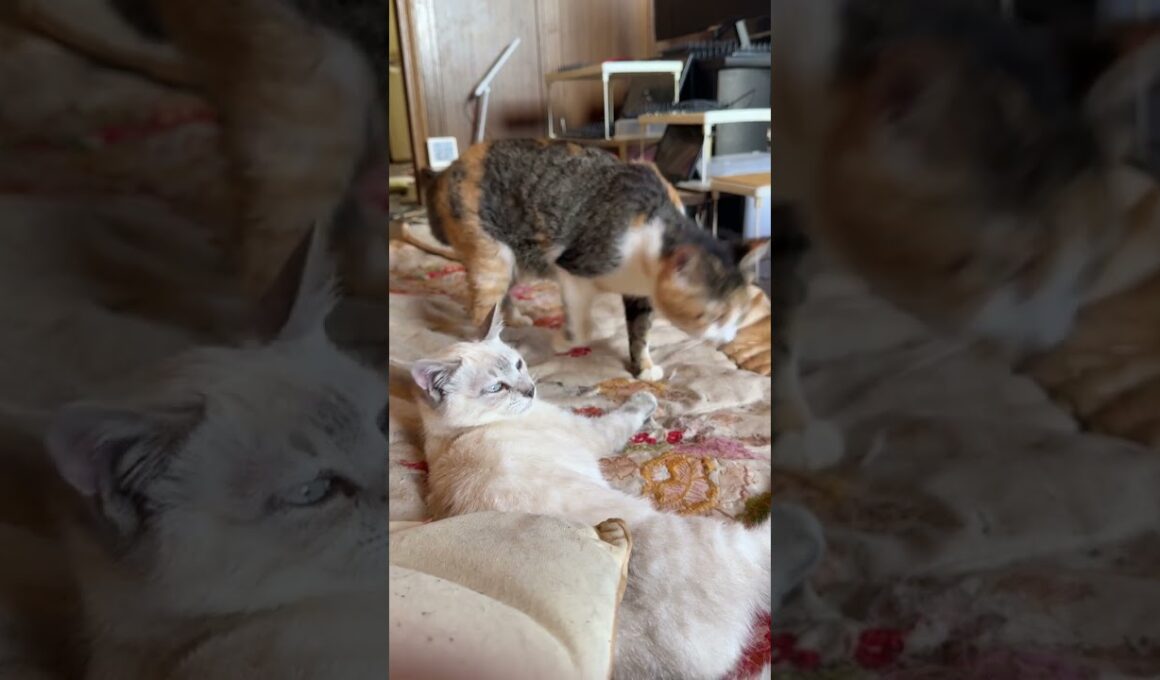シャムの子ネコ雫「三毛猫ミックスと黒猫くー、何、変なことしてるの💦」