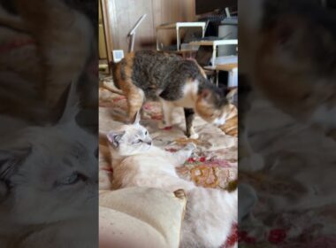 シャムの子ネコ雫「三毛猫ミックスと黒猫くー、何、変なことしてるの💦」