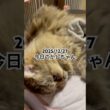 2025/12/27今日のかしちゃん #猫 #ペルシャ #カシス #cat #猫のいる暮らし