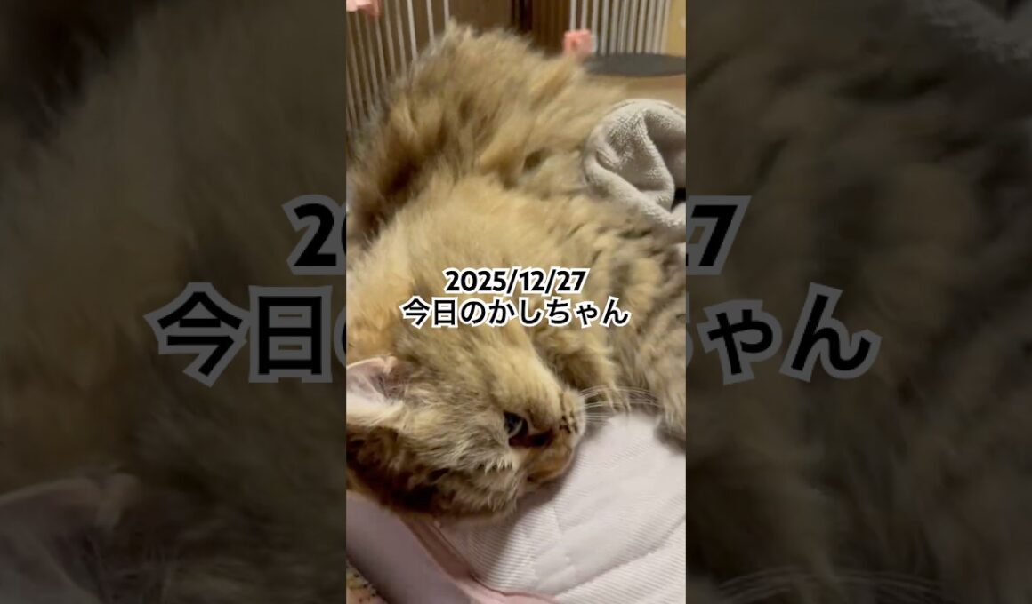 2025/12/27今日のかしちゃん #猫 #ペルシャ #カシス #cat #猫のいる暮らし