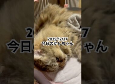 2025/12/27今日のかしちゃん #猫 #ペルシャ #カシス #cat #猫のいる暮らし