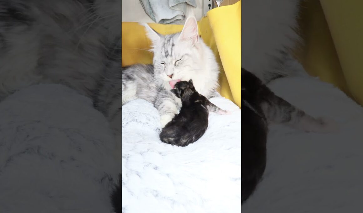 生後9日メインクーンシルバーのバイロン君