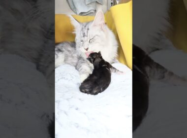 生後9日メインクーンシルバーのバイロン君