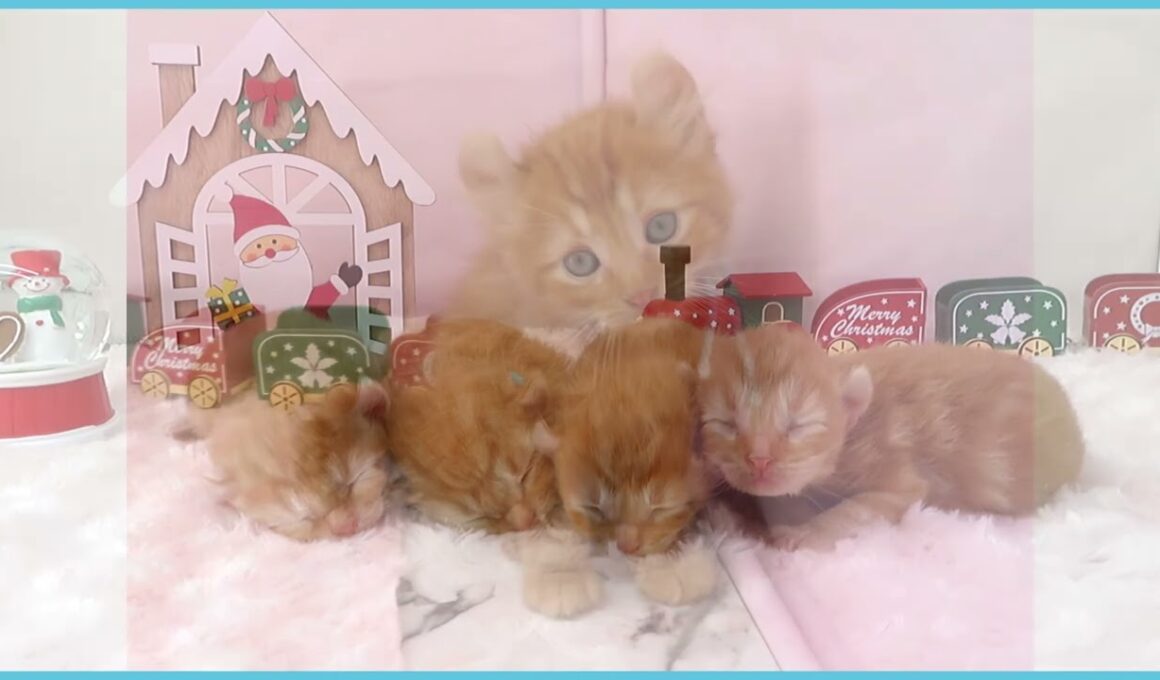 ペットショップcoo&riku No.00742201 アメリカンカール