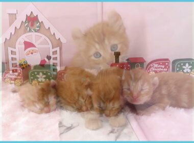 ペットショップcoo&riku No.00742201 アメリカンカール