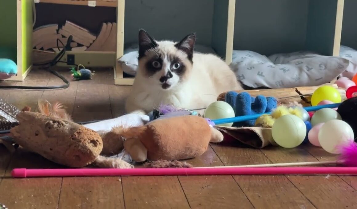 シャムの子ねこパンダを撮影してたら、何故か邪魔する黒猫くー