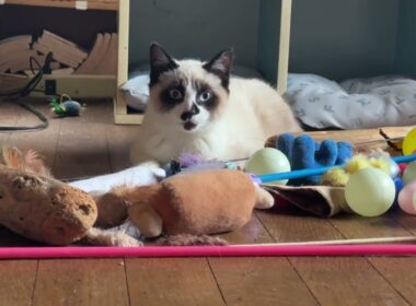 シャムの子ねこパンダを撮影してたら、何故か邪魔する黒猫くー