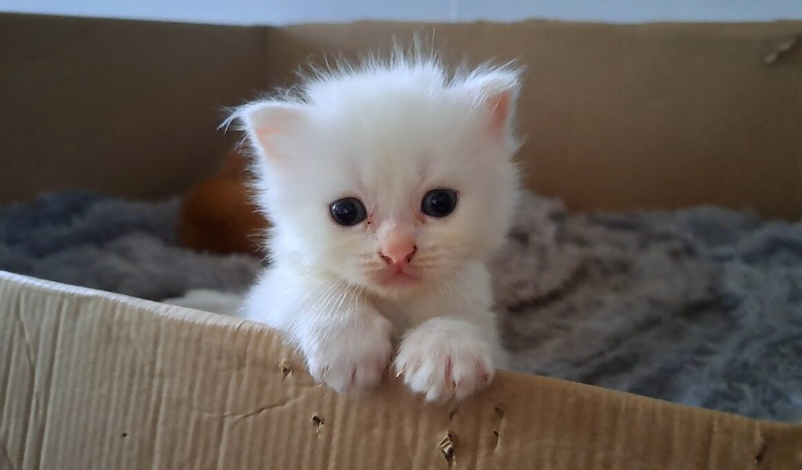 子猫の女の子がキレたら…こうなりました