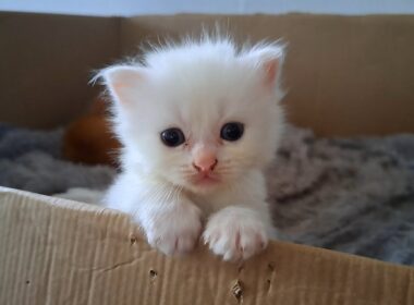 子猫の女の子がキレたら…こうなりました