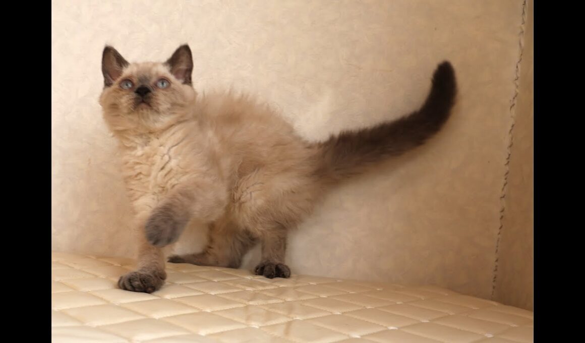 セルカークレックス子猫　Selkirk Rex　2025.９.26産まれ　ブルーポイント　巻き毛　女の子　シーダキャット猫のお店