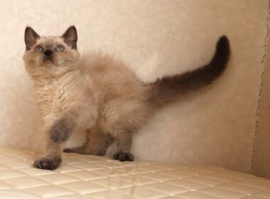 セルカークレックス子猫　Selkirk Rex　2025.９.26産まれ　ブルーポイント　巻き毛　女の子　シーダキャット猫のお店