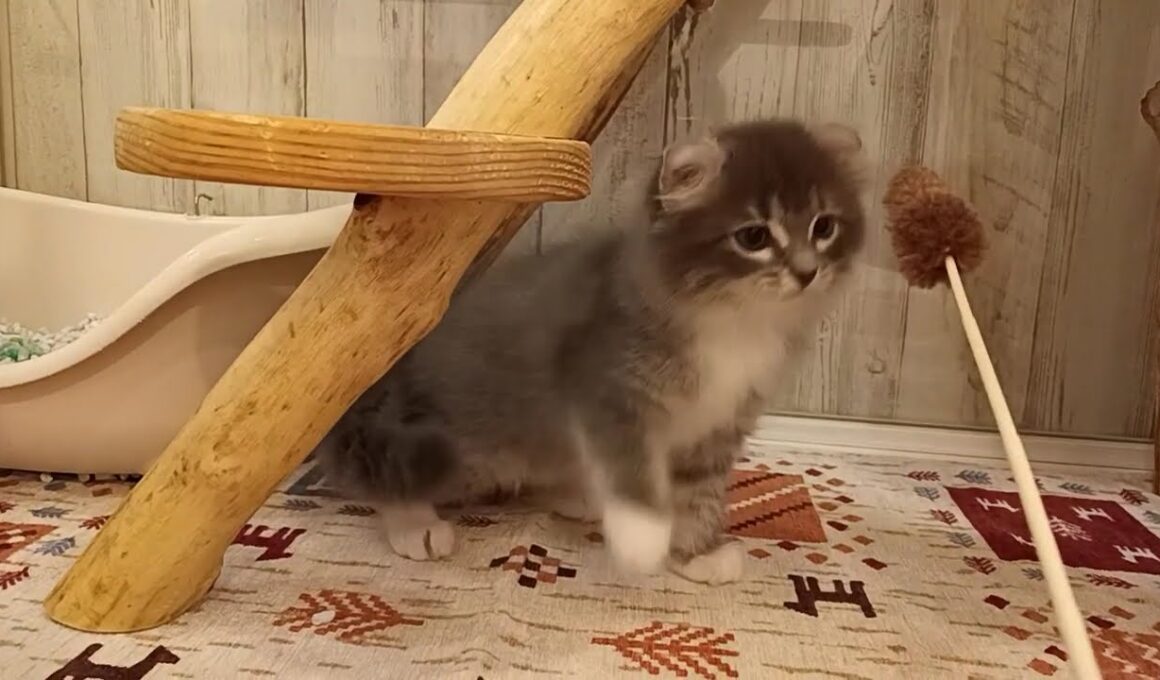 アメリカンカール　男の子　2025/10/25生まれ