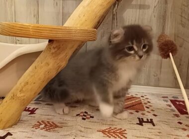 アメリカンカール　男の子　2025/10/25生まれ