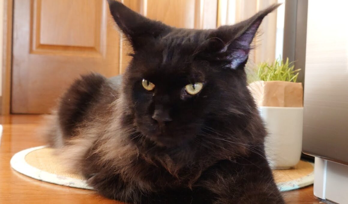 甘えん坊過ぎるデカ猫　9ヶ月メインクーン