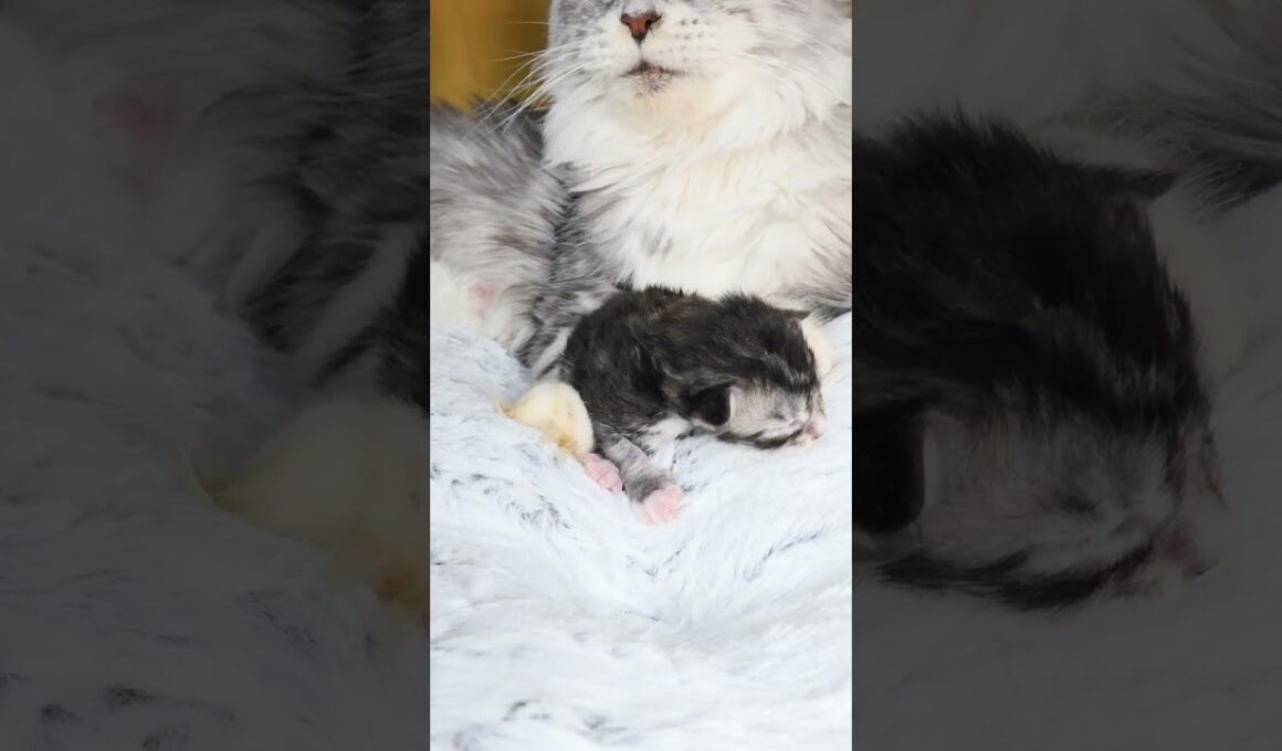 生後9日メインクーンシルバーのバイロン君