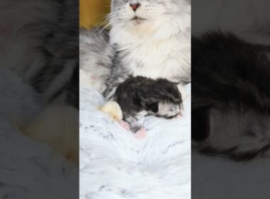 生後9日メインクーンシルバーのバイロン君