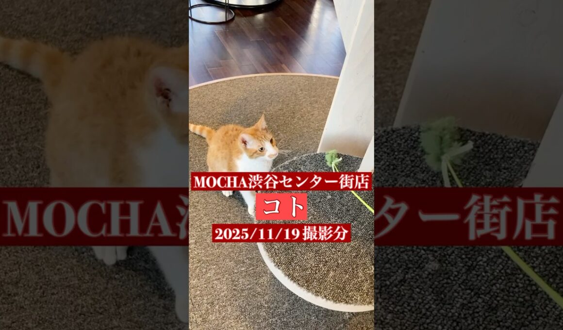 🐱コト🐱　(コーニッシュレックス♂)　猫カフェMOCHA渋谷センター街店　2025/11/19 撮影分　#日替わり猫カフェにゃんこ