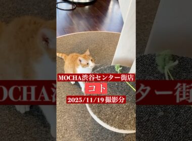 🐱コト🐱　(コーニッシュレックス♂)　猫カフェMOCHA渋谷センター街店　2025/11/19 撮影分　#日替わり猫カフェにゃんこ