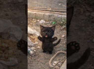 毎日待っていた子猫 #保護猫 #cat #shorts #子ネコ