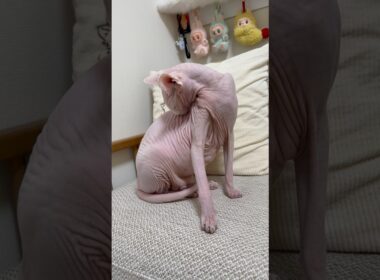 猫アレクサンドラの毛づくろいの音【スフィンクス】