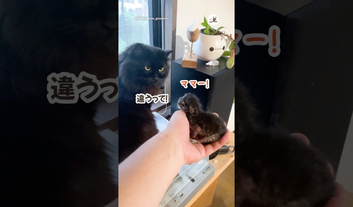 先住猫と子猫が初対面したら…｜PECO