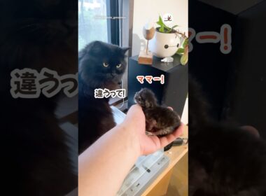 先住猫と子猫が初対面したら…｜PECO