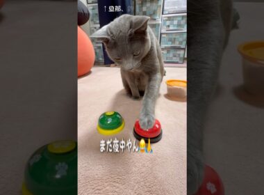 【ロシアンブルー】今朝のおねだりめろんです🛎️🤗【猫】#shorts