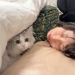 こっそりママの布団に忍び込んで一緒に眠る子猫がこちらです