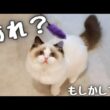 もしかしてだよ？もしかしてだけど…【短足ラグドール子猫🐾】
