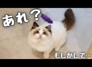 もしかしてだよ？もしかしてだけど…【短足ラグドール子猫🐾】