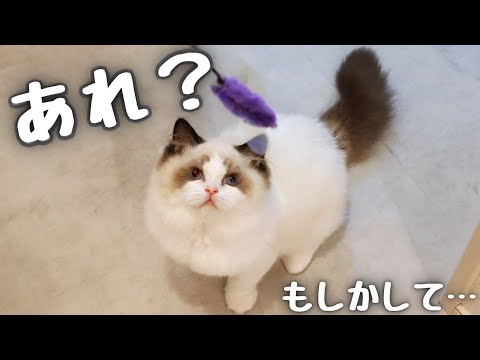 もしかしてだよ？もしかしてだけど…【短足ラグドール子猫🐾】