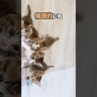子猫の成長は早すぎる！走って登って降りてがもうできる。【保護猫生活】