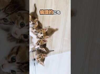 子猫の成長は早すぎる！走って登って降りてがもうできる。【保護猫生活】